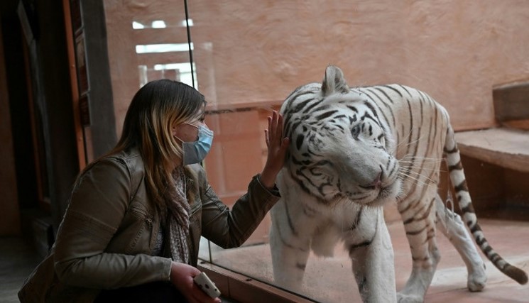 ‘Impossible to bear’: Ukraine zoo struggles to survive in lockdown
