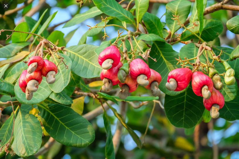 Eliminate middlemen from cashew production chain – Gen. Sec