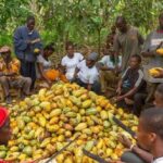 Minority demands urgent payment of cocoa farmers’ arrears