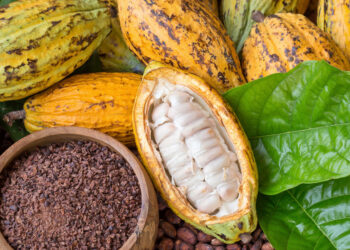 China is a threat to Ghana’s cocoa production – Dr Acheampong
