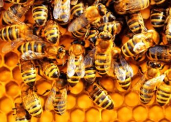 Bees disrupt BECE at Wa School for the Deaf