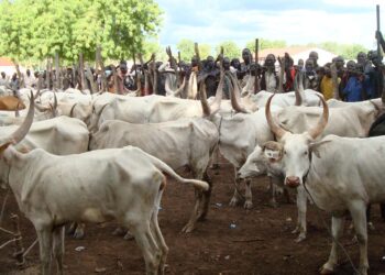 24-hour International Livestock Market Launched to Transform Ghana’s Agricultural Sector