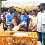Nkoko Nketenkete: Deputy Minister presents over 100,000 birds to poultry farmers in Bono East