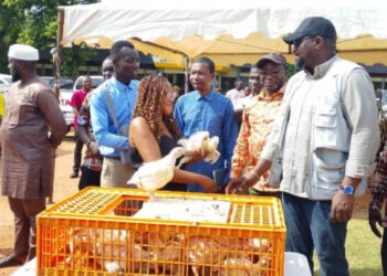 Nkoko Nketenkete: Deputy Minister presents over 100,000 birds to poultry farmers in Bono East