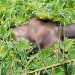 Eastern Region: 16-year-old girl found dead in Tinkong
