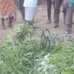 Twifo Denyase: 62-year-old woman butchered; daughter hospitalised