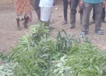 Twifo Denyase: 62-year-old woman butchered; daughter hospitalised