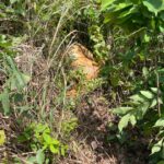 25-Year-Old Fetish Priest Allegedly Beheads Girlfriend, Mutilates Body for  Rituals at Ayiresu Bentum