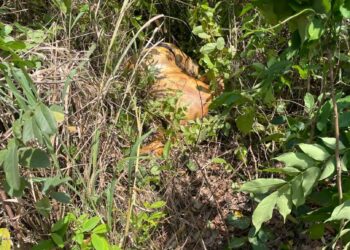 25-Year-Old Fetish Priest Allegedly Beheads Girlfriend, Mutilates Body for  Rituals at Ayiresu Bentum