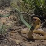 Gomoa East: Residents Flee Snake Attacks After Resorting to Bush as Toilet, Blame MP for Abandoned KVIP Project